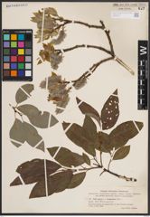 Foto von Salix caprea L.